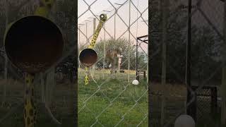 The bouncing of the Serval cat is so strong that even the birds are flying away The animal world [upl. by Akli]