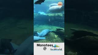 Manatees at the SeaWorld Orlando Rescue Center [upl. by Kaleena]