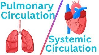 Circulation Difference between systemic circulation and pulmonary circulation heart drnajeeb [upl. by Rickert]