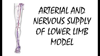 Arteries Veins and Nerves of Lower Limb Model [upl. by Enirehtac983]