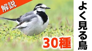 超入門！よく見る野鳥30種【解説】 [upl. by Ssegrub]