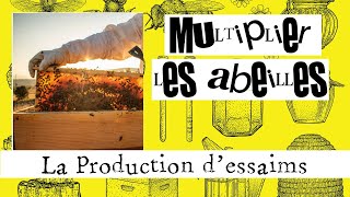 Multiplier les abeilles 01  Produire des essaims [upl. by Neyugn]