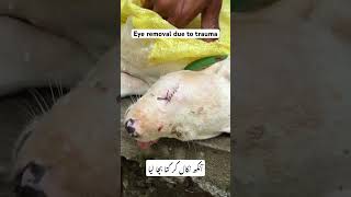 Enucleation in dog cow veterinarymedicine horse pets puppy cat kitten vet [upl. by Ynavoj470]