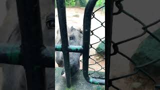 Asian host in the zoological garden zoologicalpark animal [upl. by Akemed324]