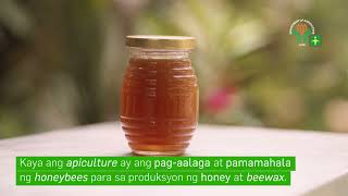 Agritalk Video Series Ano ang Apiculture [upl. by Nylave]