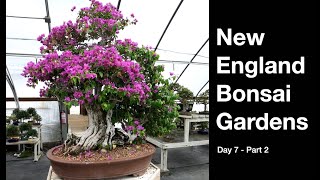 New England Bonsai Garden Daves Bonsai E452 [upl. by Kilmarx894]