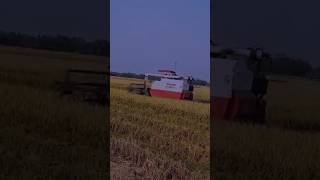 Yanmar aw 70gv power of combin harvest ✊⚡⚡youtubeshorts shorts shortsfeed yanmar [upl. by Lletram]