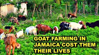 Farming in Jamaica cost them their lives [upl. by Enicar]