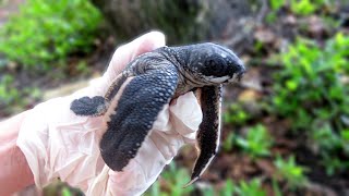 Cute leatherback hatchling is ready for release [upl. by Brenn655]