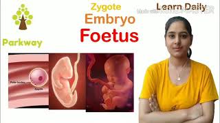 Difference between Zygote Embryo and Foetus biologyclass12 biologynotes [upl. by Akimrej629]