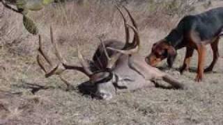 Largest Whitetail Deer in the World [upl. by Jelle]