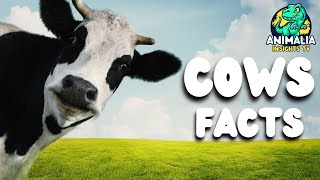 Cow Facts Beyond Your Milk Carton [upl. by Killie752]