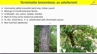 Terminalia arjuna and Terminalia tomentosa adulteration Terminalia morphology uses [upl. by Cut]