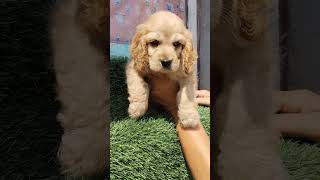 COCKER SPANIEL PUPPY ❤️🌷 98885 63035🍎🍎 [upl. by Anauqahc811]