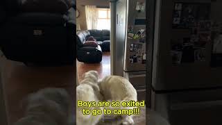 The boys are exited to go to camp Wait til end englishcreamgoldenretriever camping dogscamping [upl. by Shoshana537]