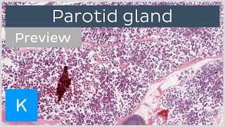 Parotid gland preview  Human Histology  Kenhub [upl. by Ariak466]