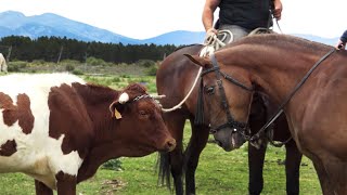 Como se Doma un Buey o Cabestro para El Toro Bravo y los Encierros a Caballo con Pepe Trilla 2021 [upl. by Judith]