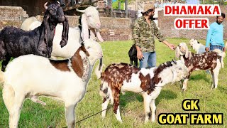 Dhamaka Offer Cheap Price Par Bakre At GK Goat Farm [upl. by Ertnom]