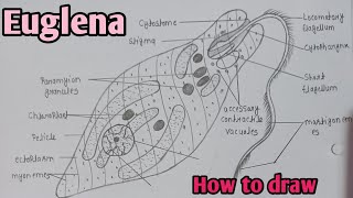 How to draw Euglena diagram  Euglena diagram easily step by step  biology diagram euglena [upl. by Ainitsirk]