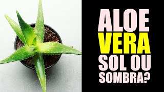 ALOE VERA GOSTA DE SOL OU SOMBRA [upl. by Naud168]