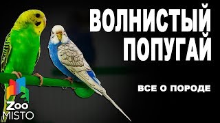 Волнистый попугай  Все о породе  Попугай породы  Волнистый [upl. by Essirahs]