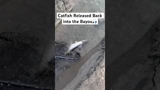 Catfish Released Back into the Bayou [upl. by Panta]