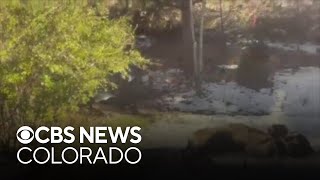 Caught on camera Bernese mountain dog attacked by deer in Colorado backyard [upl. by Gerhard]