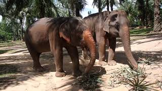 Elephants Eating at Krabi Elephant HOUSE Sanctuary  Thailand [upl. by Londoner352]