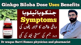 Ginkgo Biloba q homeopathy in urdu hindiginkgo Biloba q benefitsginkgo Biloba benefits [upl. by Neddy]