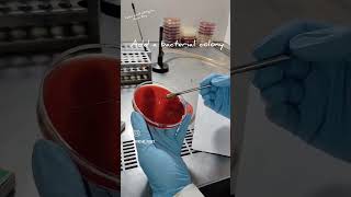 Catalase Test Slide Method microbiology biochemical [upl. by Hayalat]