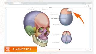 ClinicalKey Student  créer des flashcards et réviser avec Bookshelf [upl. by Giovanna]