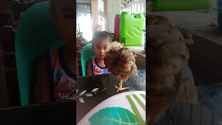 Isa lng paa Yun manok ni Vincent shortvideo youtubeshort [upl. by Assirahs]