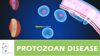 PROTOZOAN DISEASE PART 02 [upl. by Nnyleimaj389]