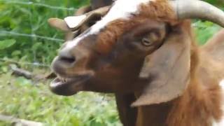 Boer Goats CIDR PG600 Heat VIDEO 35 June 2016 [upl. by Eenad]