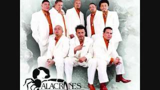 Alacranes MusicalSentimiento de Dolor [upl. by Yrol]