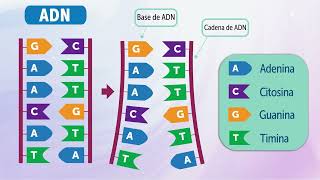 Association for Molecular Pathology Inside a Lab Spanish Translation [upl. by Callan]