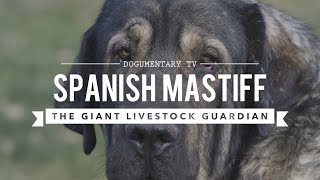 SPANISH MASTIFF THE LARGEST DOG BREED YOU DIDNT KNOW EXISTED [upl. by Hy]