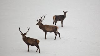 Rotwildfütterung  Hirsche im Nationalpark Kalkalpen [upl. by Nitsirt235]