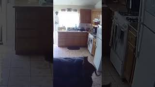 Los Angeles earthquake startles cats [upl. by Munroe]