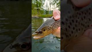 Fishing Montana Brown Trout 🧈 [upl. by Rosati]