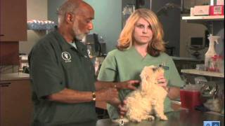 Important Tips for Administering Insulin And Caring For Your Diabetic Dog [upl. by Dnumyar]