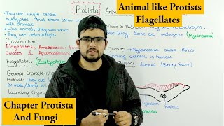 Animal Like Protists Protozoa  Flagellates  Chapter Protista and Fungi [upl. by Irbmac]