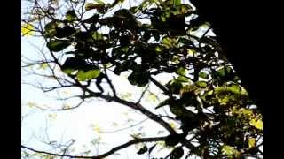 Howler Monkeys near the Riu Palace Beach in Costa Rica [upl. by Llerod]