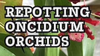 ONCIDIUM ORCHID CARE HOW TO REPOT ONCIDIUM SHARRY BABY AND SIMILAR ORCHIDS [upl. by Arimaj]