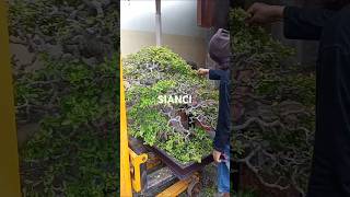 Proses pruning sianci [upl. by Regni21]