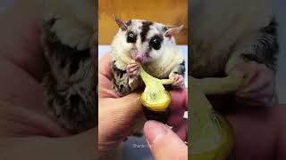 Sugar Glider Eating Cheese Bug Chrysalis Worm ❤️ shorts sugarglider cheesebug [upl. by Onafets11]