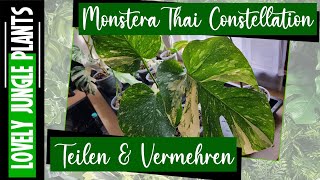 Monstera Thai Constellation vermehren Die Pflanze wird am ursprünglichen Steckling geteilt [upl. by Nireil556]