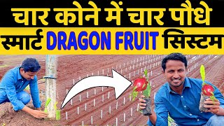 ड्रैगन फ्रूट खेती  DRAGON FRUIT PLANTATION  FULL INFORMATION  INDIAN FARMER [upl. by Jonina]