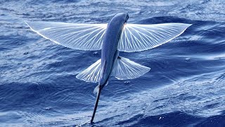 Flying fish with amazing skills to escape sea predators [upl. by Cormick]