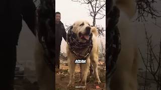 Central Asian Shepherd Dog 🐶 The “Alabai” [upl. by Aiduan]